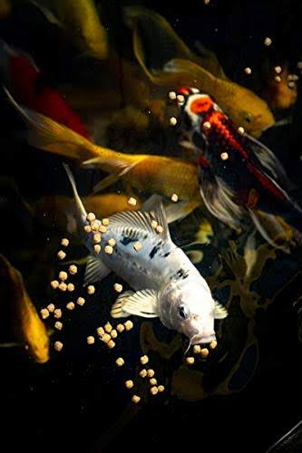 25 lbs Wheat Germ Koi and Goldfish Food E430