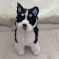 Electronic Interactive Plush Husky Dog Toy K53648