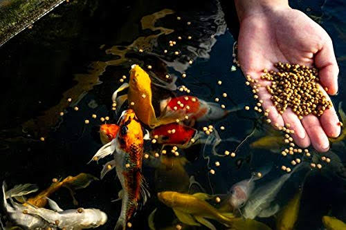 25 lbs Wheat Germ Koi and Goldfish Food E430